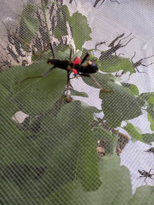 Палочник перуанський кольдірьерський