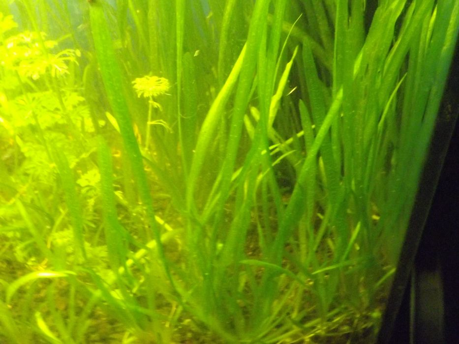Nurzaniec - trawa akwariowa