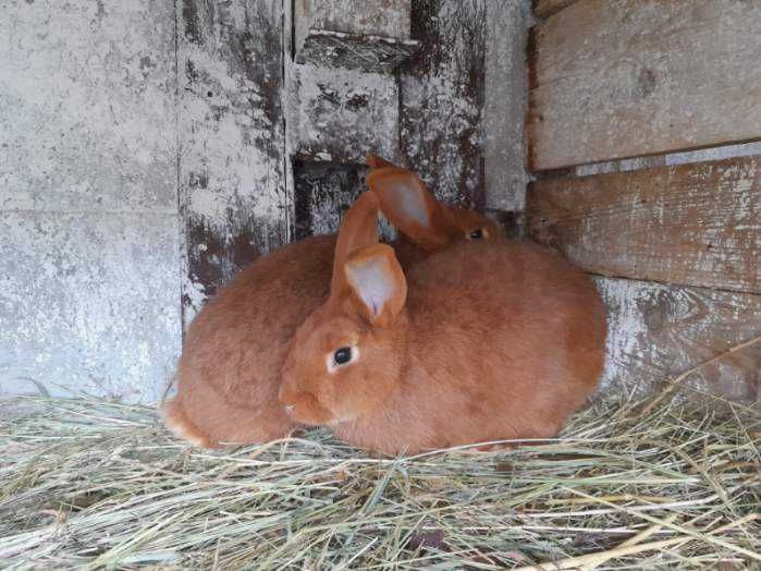 Nowozelandzkie samice zamienie