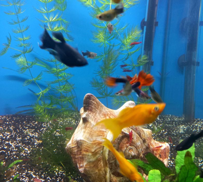 Peixes e camaroes