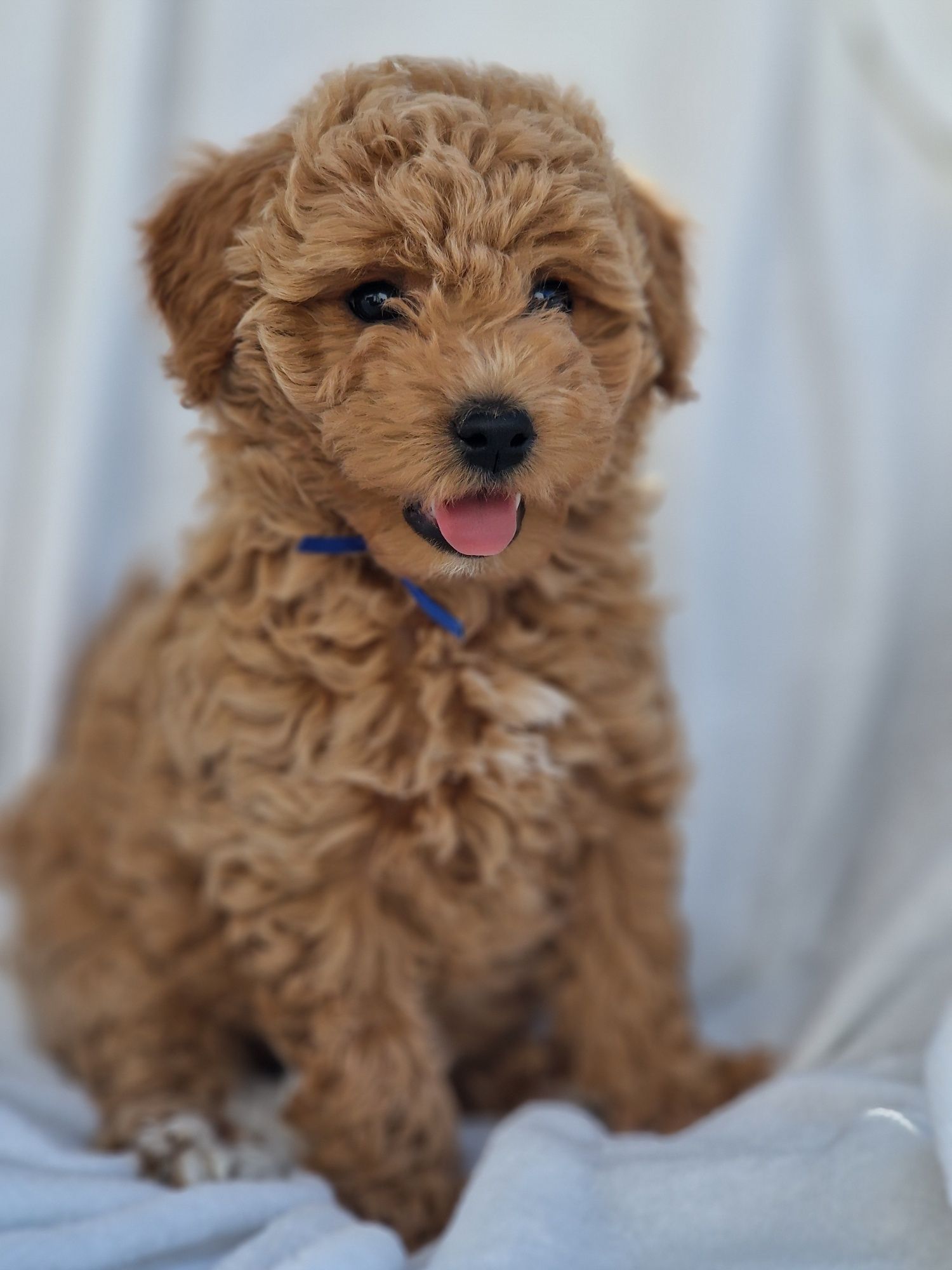 Bichpoo Poochon Bichon Frise Pudel Toy jak Maltipoo piesek