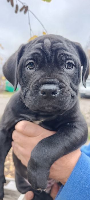 Цуцинята Кане-Корсо