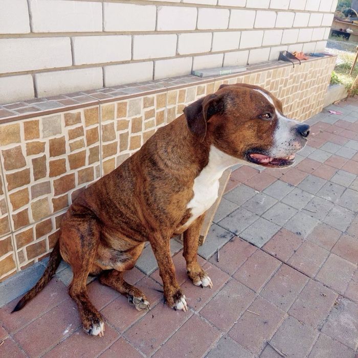 Отдадим в добрые руки щенка!