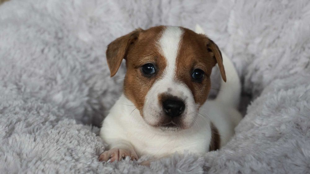 Jack Russell Terrier z hodowli "BREFIO"/badania genet./odbiór
