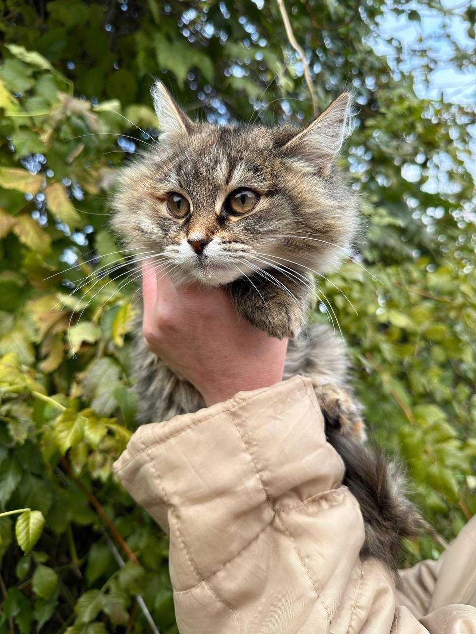Кошеня, дівчинка, 3-3,5 місяці в люблячу родину