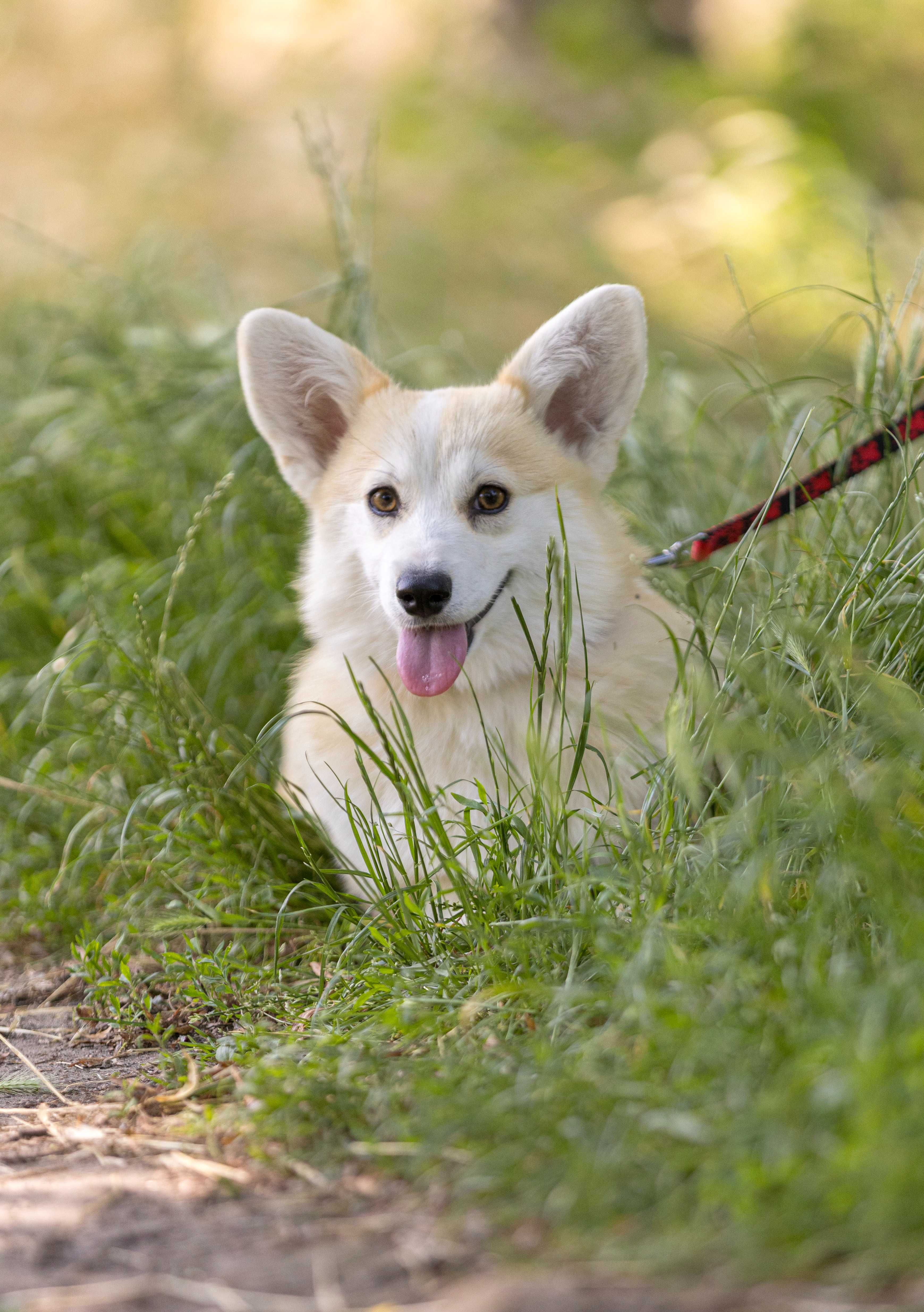 Pembroke welsh corgi Badania, vWD, PRA, fluffy-clear (FB Alona Aleant)