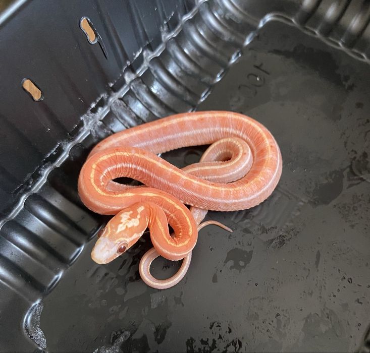 Wąż zbożowy ultramel tessera motley scaleless 66% anery
