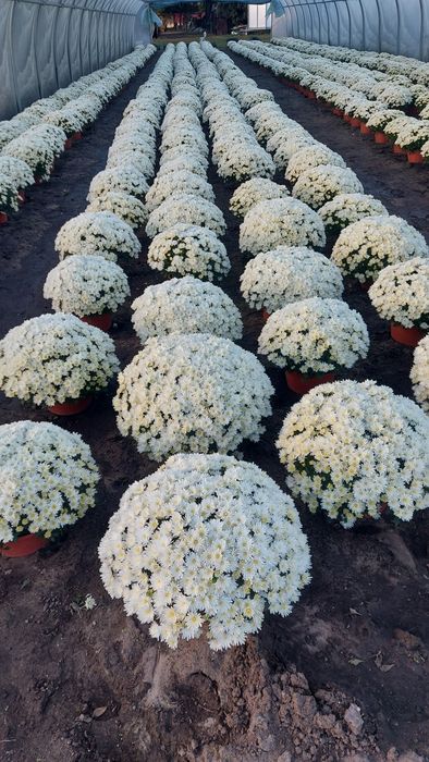 Chryzantemy drobnokwiatowe od producenta