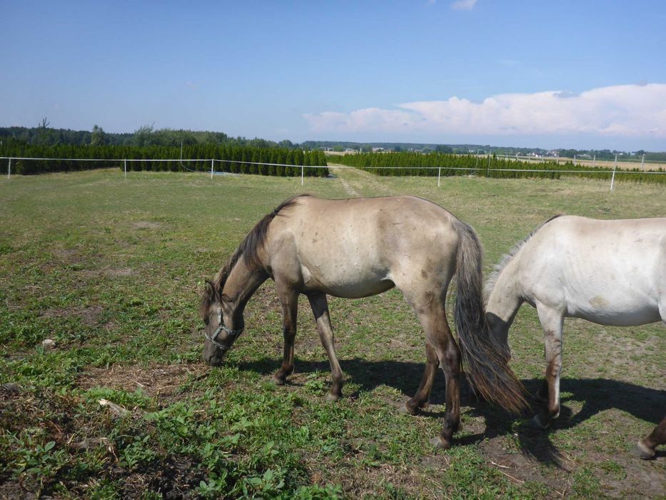 JASTA _ programowa _ KLACZ _ konik polski _ z badaniami DNA _ dowiozę