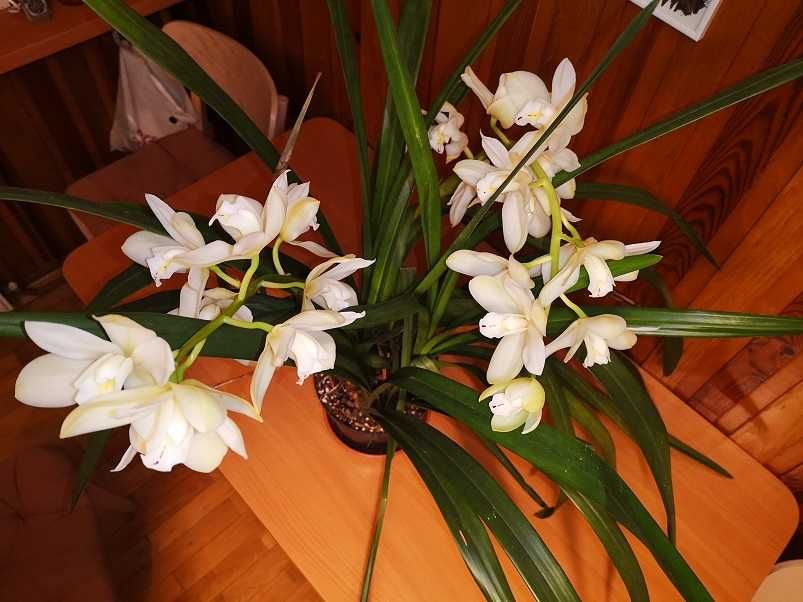 cymbidium storczyk