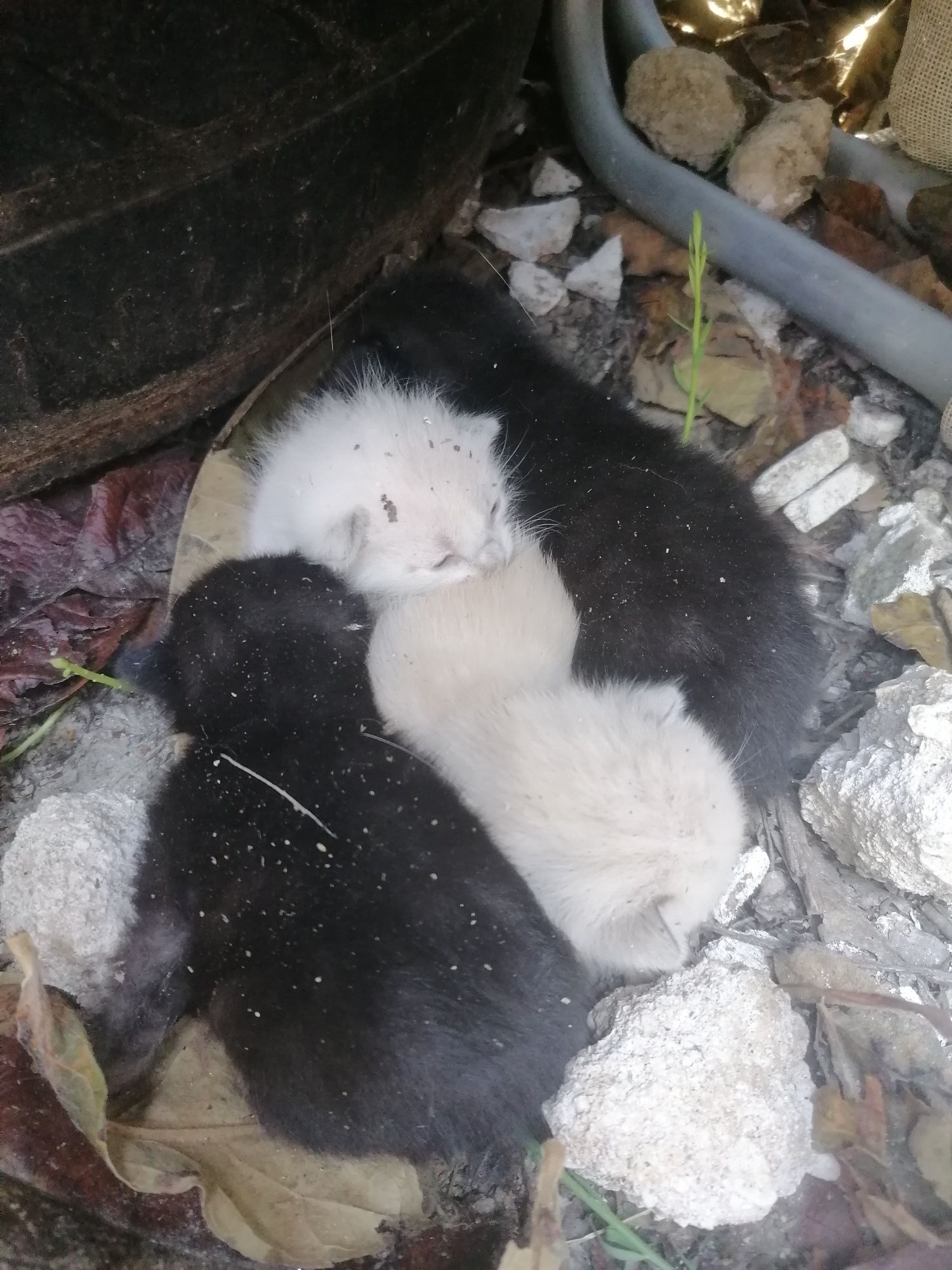 Gatinhos bebés para dar