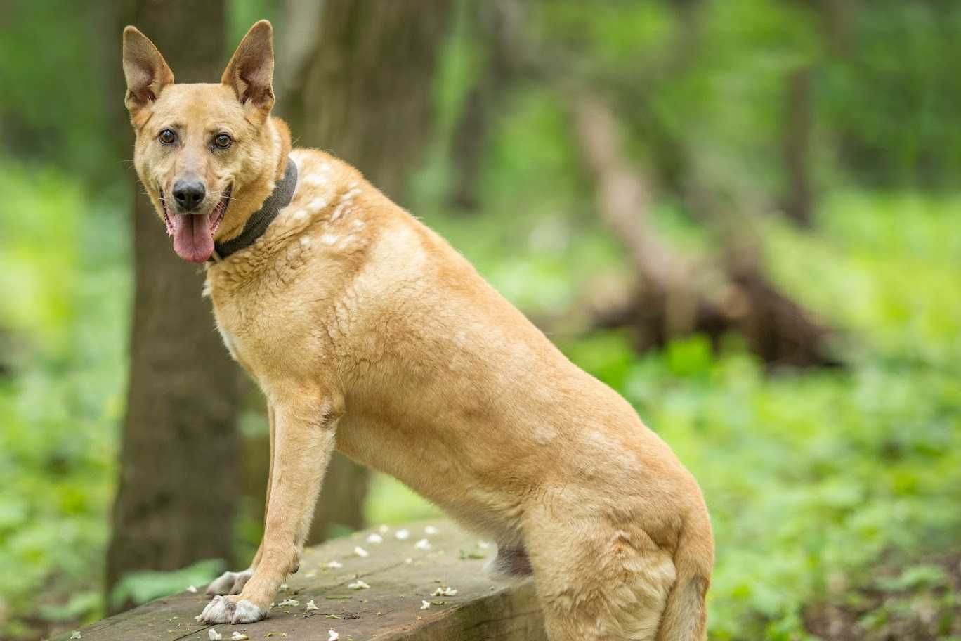 Jimi piękny pies od 5 lat w schronisku czeka na dom