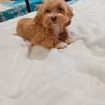 Maltipoo, maltańczyk &pudel ,suczka ,kąplet szczepień