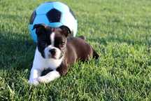Boston Terrier suczka FCI