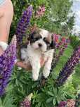 Shih tzu szczeniak
