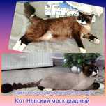 Стрижка Котов у Вас на дому 550 грн,