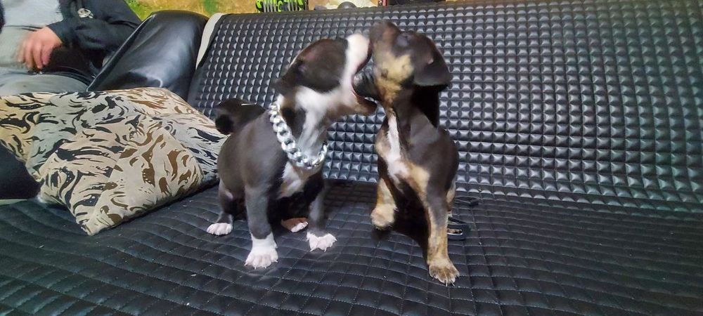Цуценята пітбуля та амстафа