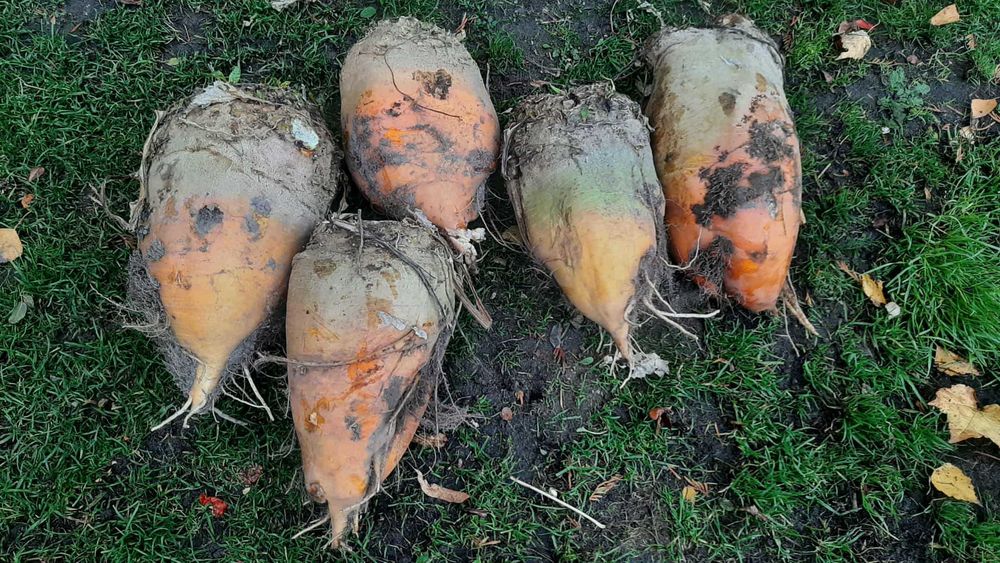 Sprzedam buraki pastewne