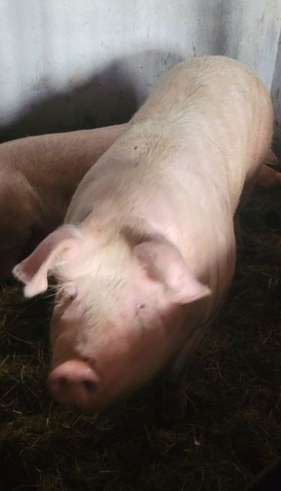 Swinia z wlasnego naturalnego chowu