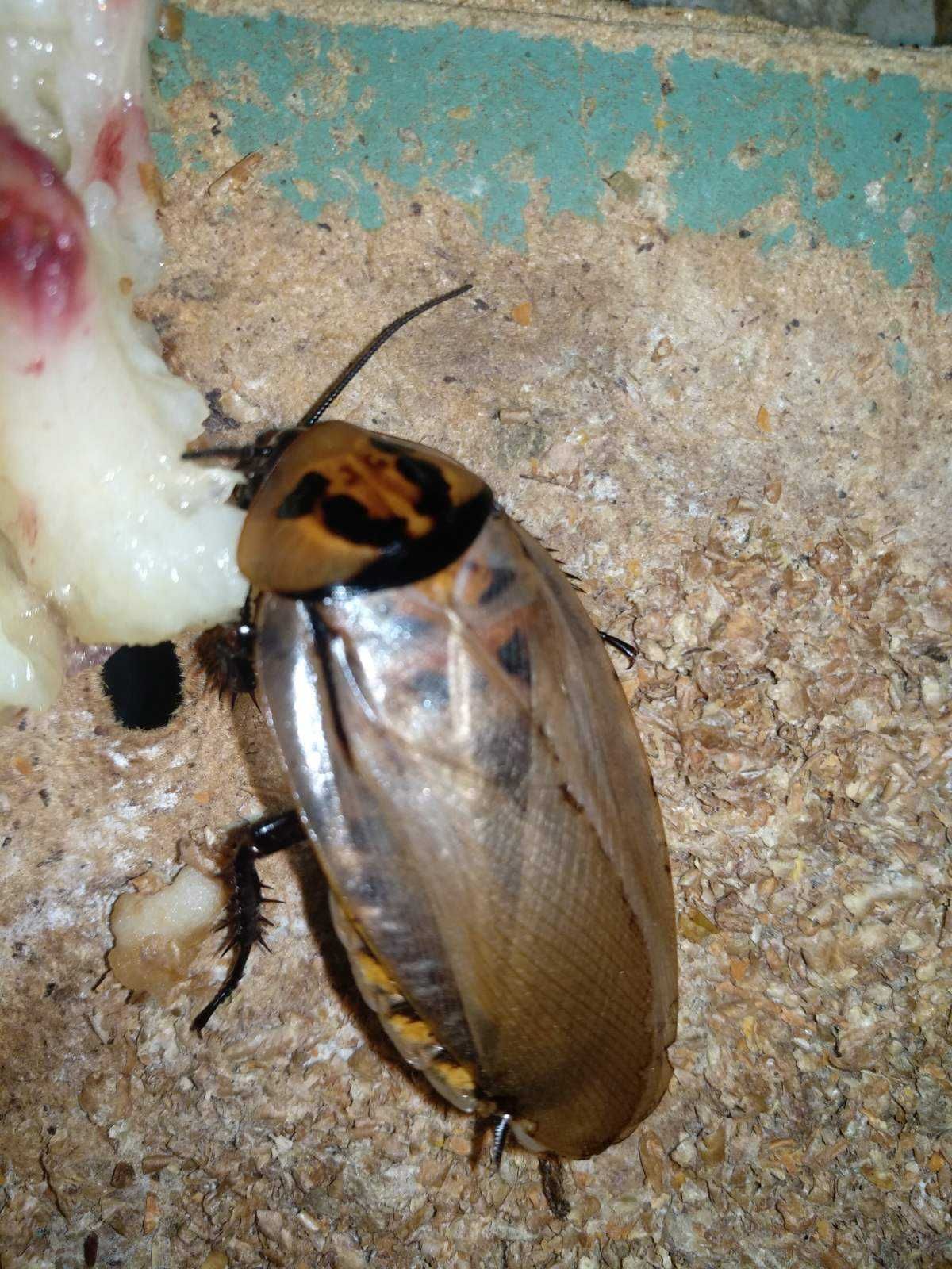 Шеститочечный таракан ( род Eublaberus)