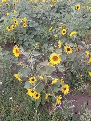 Słonecznik na kwiaty cięte