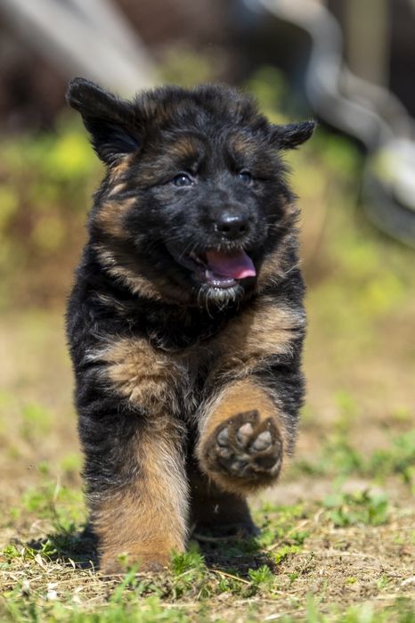 Довгошерстна німецька вівчарка