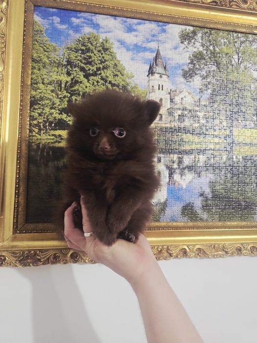 Szpic miniaturowy pomeranian