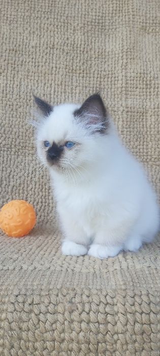 Gato sagrado dá Birmânia