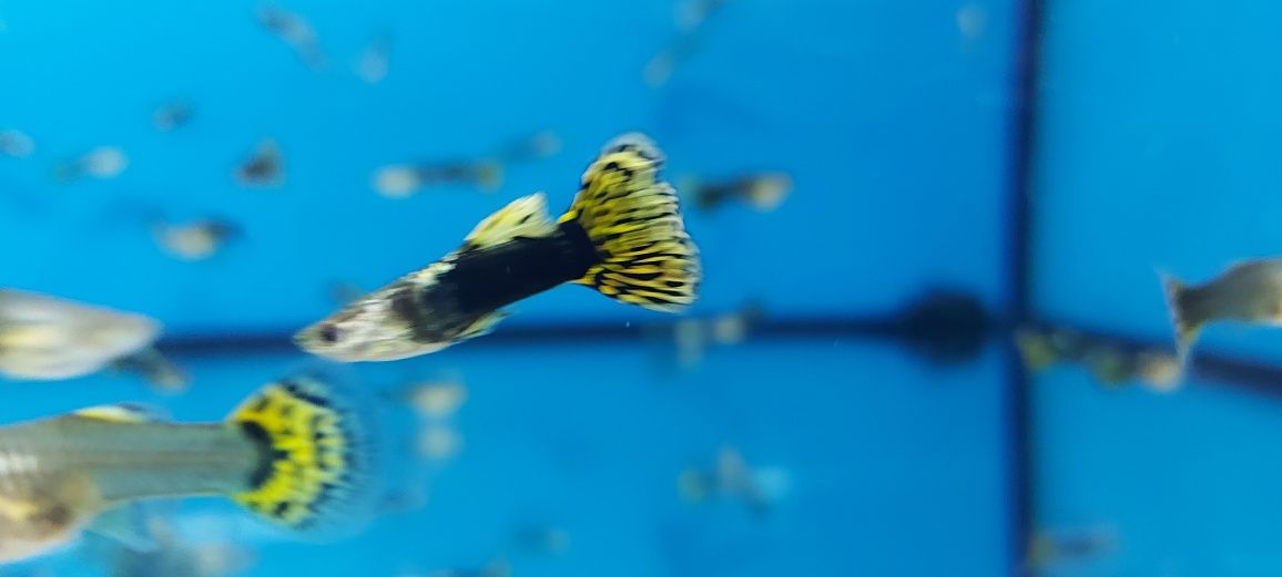 Rasowe Gupiki  Żółta Cobra