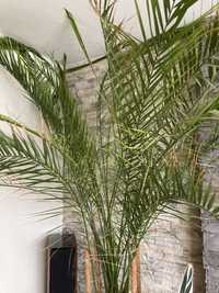Palma daktylowa wysoka z donicą i stelażem