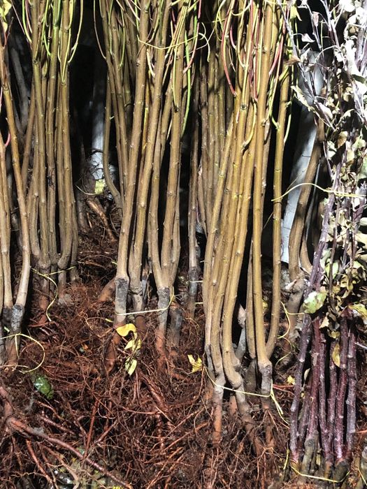 В наявносді саджанці опт