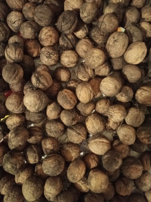 Горіхи урожай 2025 року.