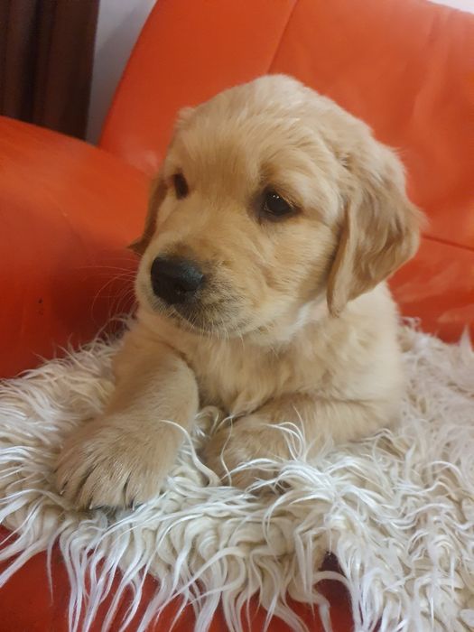 Golden Retriever linia amerykańska / piesek / szczeniak /rodowód ZK.PL