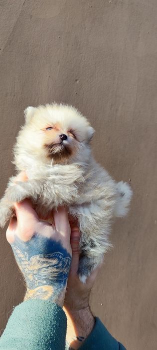 Померанские шпицы! Разные