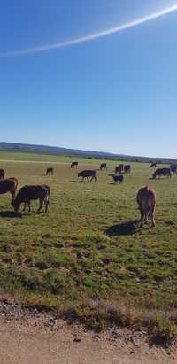 Herdade Baixo Alentejo/505 ha/ e Monte