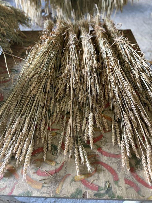 Пшениця, сноп пшениці,