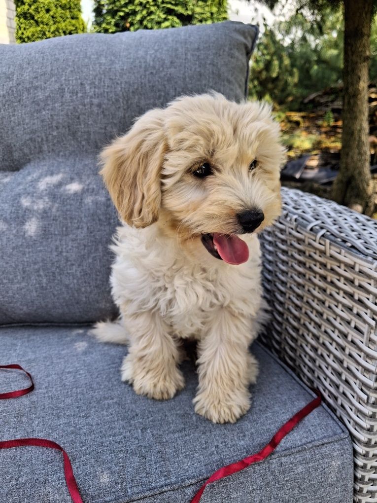 Śliczna suczka Maltipoo