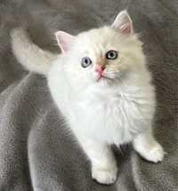 Kocurek Ragdoll blue mitted FPL