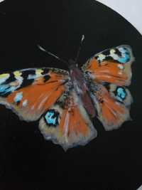 Obraz okrągły-motyl-Rusałka