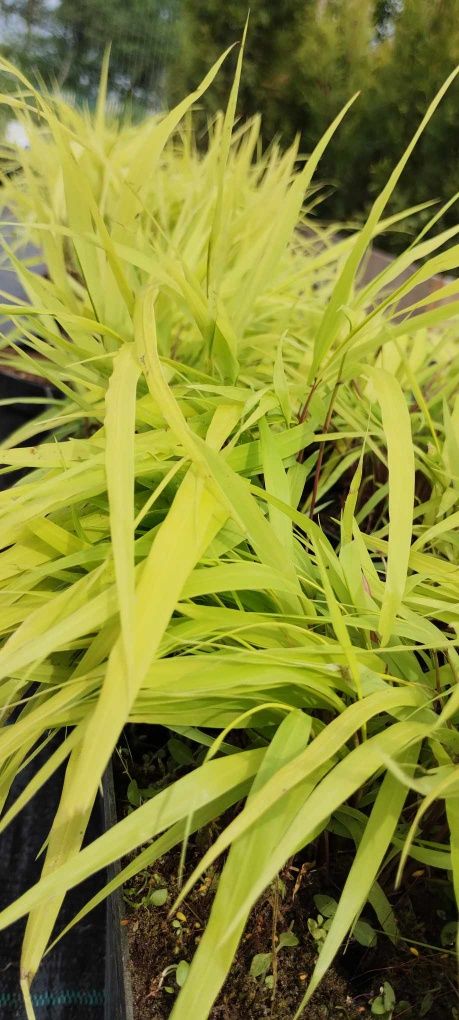 Hakonechloa All gold