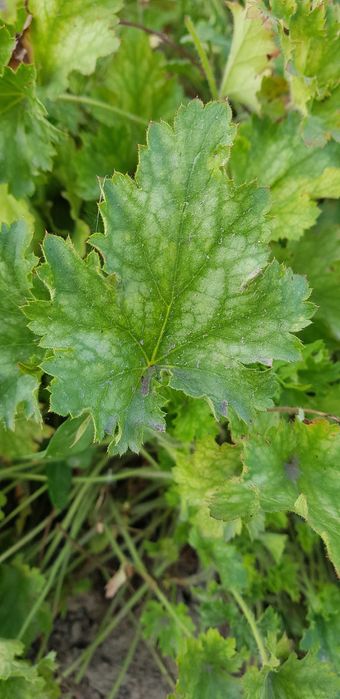 Гейхера різні за величиною кущики
