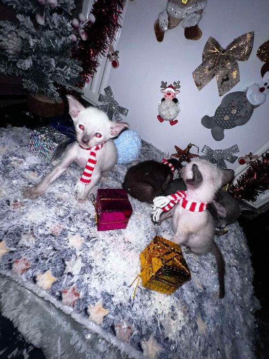 Продам котиків орієнталів