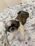 Suczka shih tzu tricolor