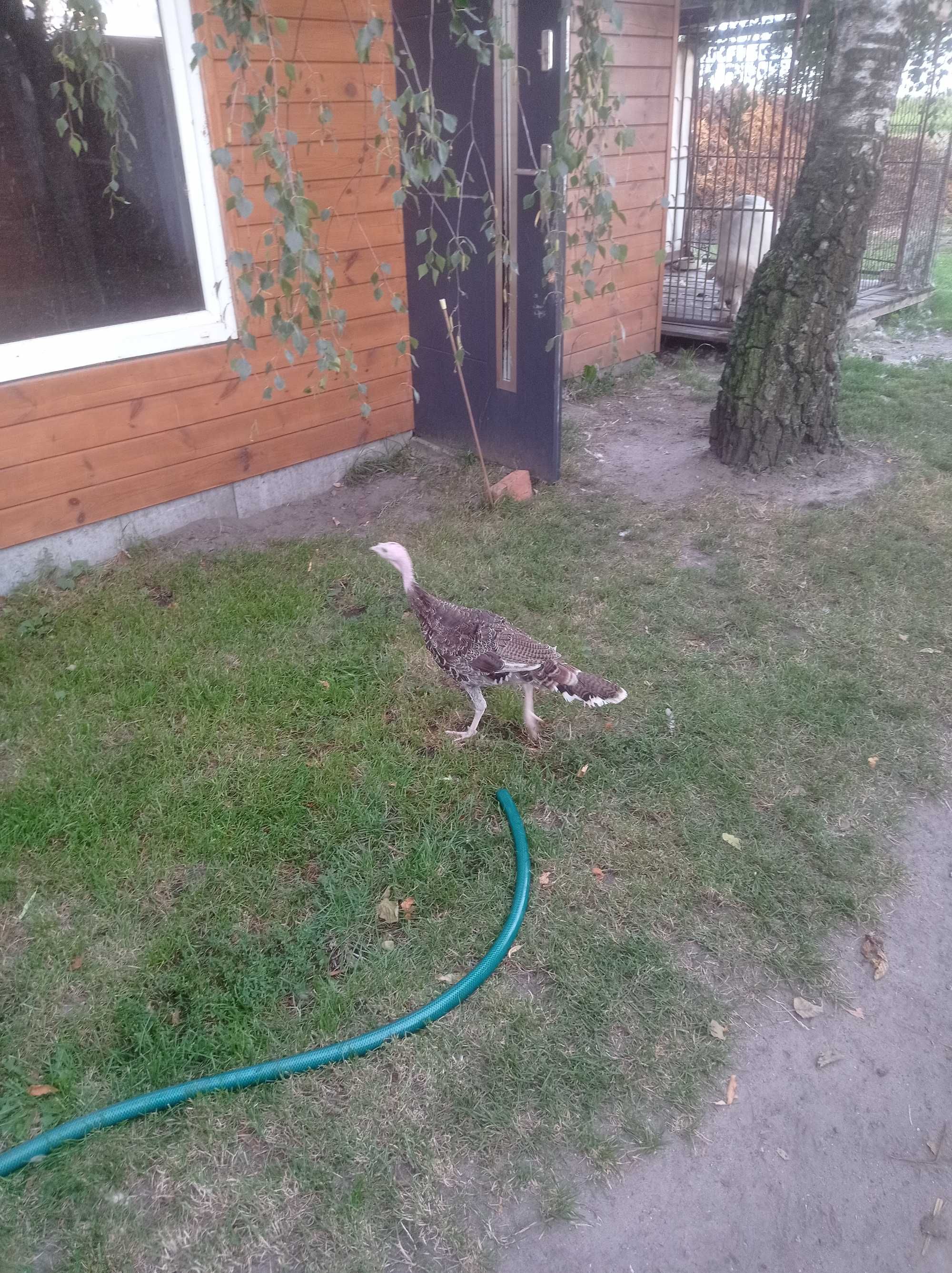 Sprzedam młode indyki