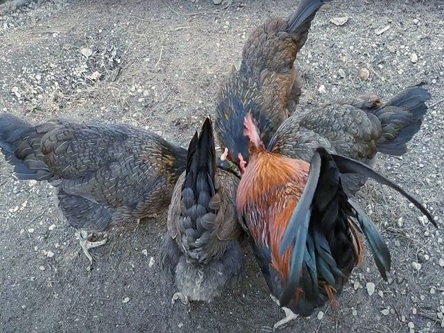 Яйце інкубаційне.Курчата, Доркінг золото, срібло.