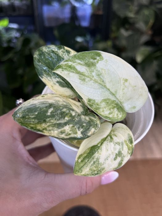Scindapsus Mayari