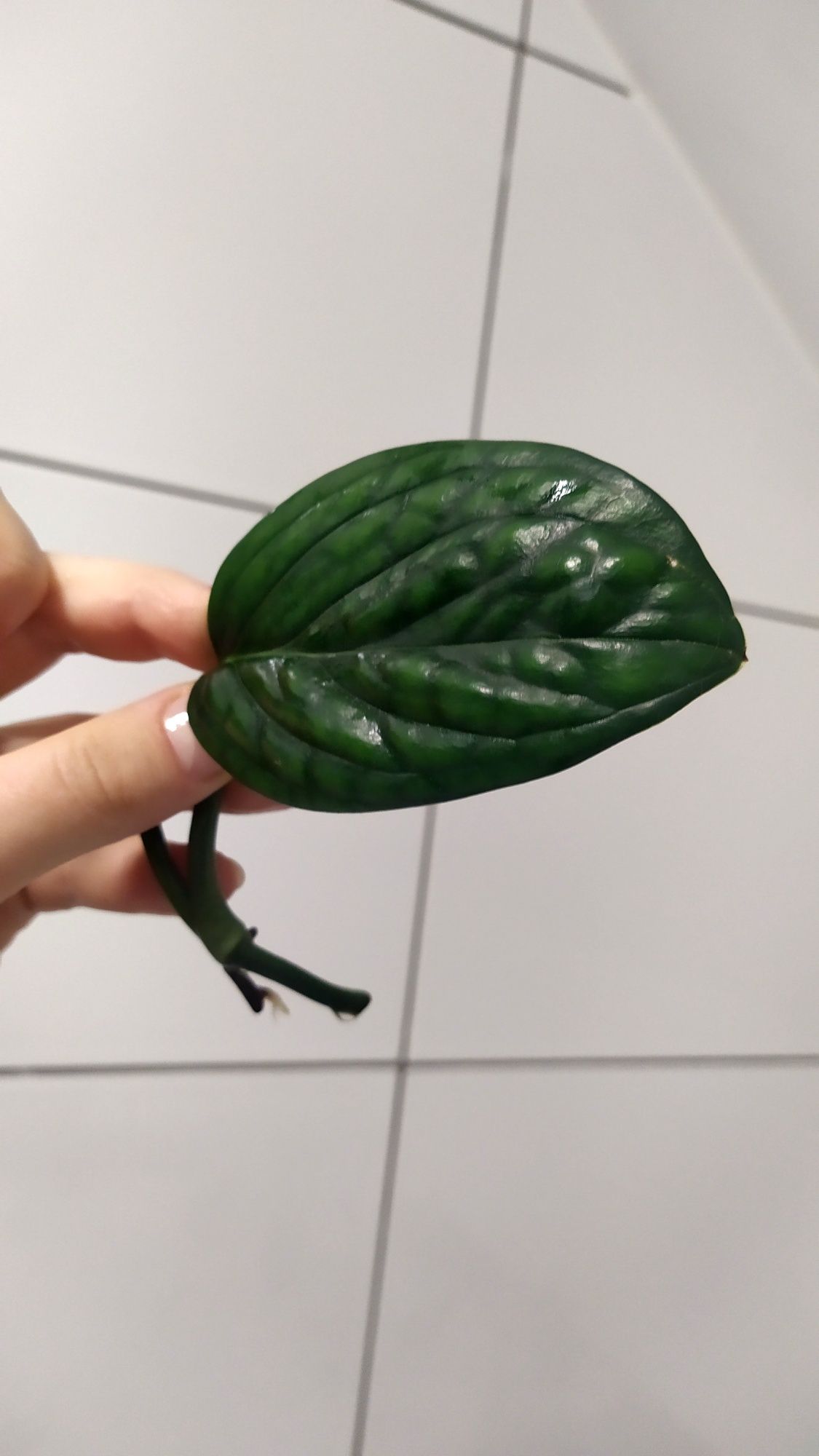 Zestaw roślin philodendron brandtianum monstera Peru karstenianum