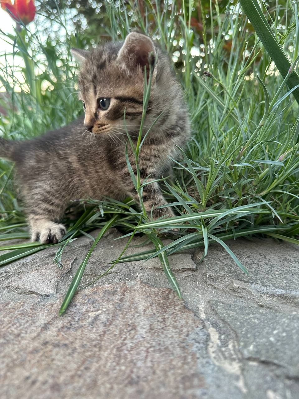 Киця, кошеня, кіт, котик