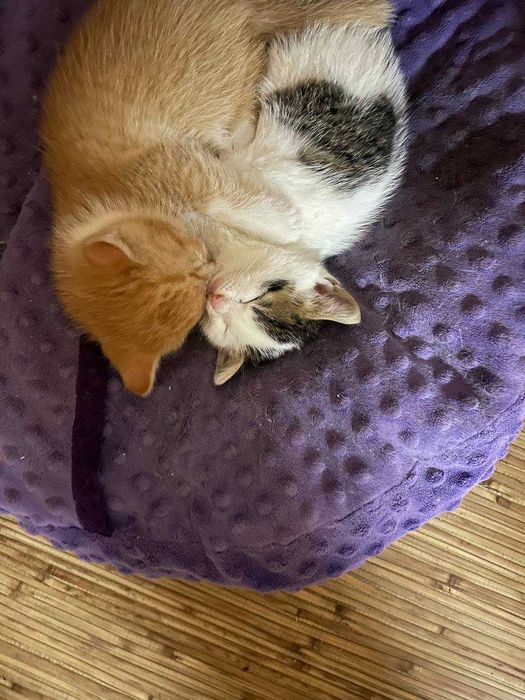 Рудий котик 1.5 місяці