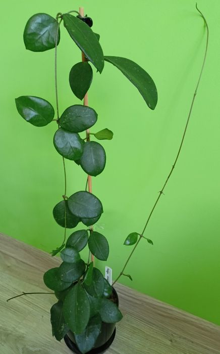 Hoya ovatifolia rosnąca